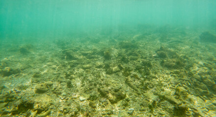 A very green and murky ocean floor