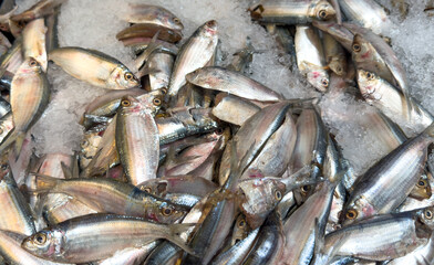 Fototapeta premium A pile of fish in a freezer