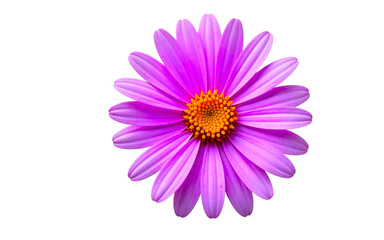 Realistic violet aster flower with soft textures and vibrant colors, isolated cleanly on white background, PNG cutout.