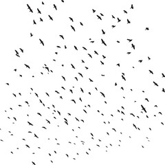 Minimalist Flock of Birds in Flight on White Sky Background