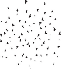Minimalist Flock of Birds in Flight on White Sky Background