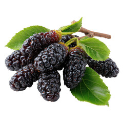 A close up of a bunch of fresh mulberries with green leaves on a transparent background in sharp focus