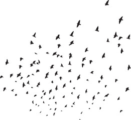 Minimalist Flock of Birds in Flight on White Sky Background