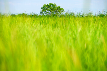 Lush Green Grass Field with Isolated Tree Under Blue Sky