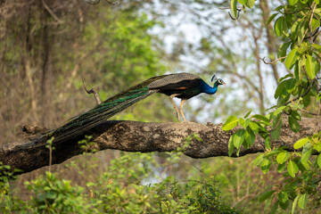 Peacock on the tree