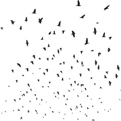 Minimalist Flock of Birds in Flight on White Sky Background
