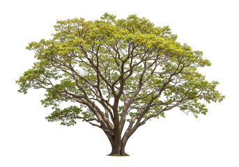 Obraz premium Lush Green Tree Isolated on White Background HighResolution Image isolated on transparent background