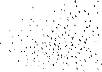 Minimalist Flock of Birds in Flight on White Sky Background