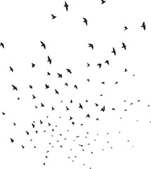 Minimalist Flock of Birds in Flight on White Sky Background