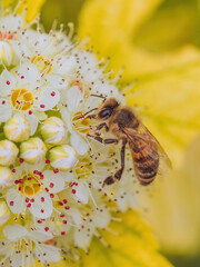 A single bee feeding on the flowers of a Physocarpus opulifolius 'Dart's Gold' plant