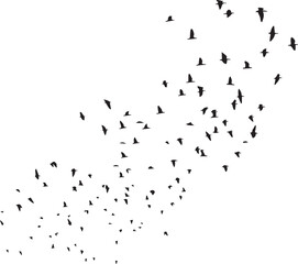 Minimalist Flock of Birds in Flight on White Sky Background