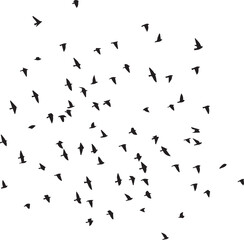 Minimalist Flock of Birds in Flight on White Sky Background