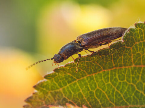 A close-up of a Click Beetle on a leaf in the sunshine