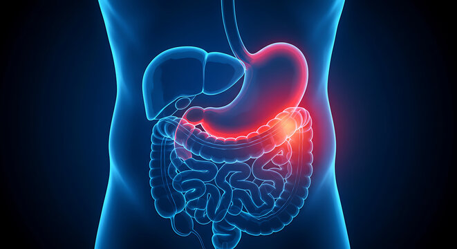 Human digestive system illustration art