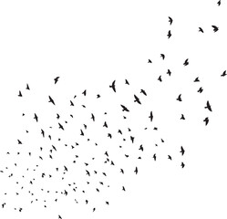 Minimalist Flock of Birds in Flight on White Sky Background