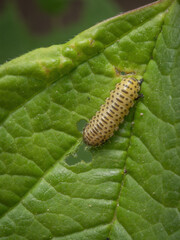 A single Viburnum beetle larvae eating the foliage of a guelder rose plant