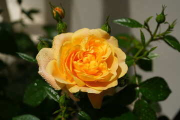 orange Chinese rose