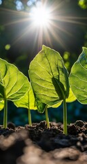 Sunlit Seedlings with Growing Plants.