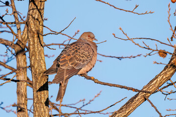 美しいキジバト（ハト科）
英名学名：Oriental turtle dove (Streptopelia orientalis, family comprising pigeons)
千葉県市川市大町公園自然観察園2024
大町の谷戸全体が公園。湿地や里山、森林等、武蔵野の自然が保存されている。
