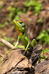 green lizard on a tree