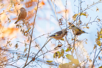 飛翔する可愛いカワラヒワ（アトリ科）の群れ
英名学名：Oriental Greenfinch (family comprising Chloris finchs)
千葉県市川市大町公園自然観察園2024
大町の谷戸全体が公園。湿地や里山、森林等、武蔵野の自然が保存されている。
