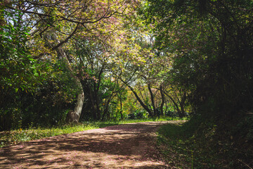 Obraz premium solo traveler in nature concept with country road with pink cherry blossom tree in springtime season