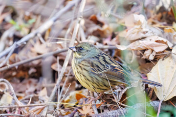 餌を探す可愛いアオジ（ホオジロ科）
英名学名：Grey tailed Tattler (Emberiza...