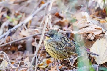 餌を探す可愛いアオジ（ホオジロ科）
英名学名：Grey tailed Tattler (Emberiza spodocephala)
千葉県市川市大町公園自然観察園2024
大町の谷戸全体が公園。湿地や里山、森林等、武蔵野の自然が保存されている。
