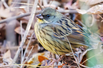 餌を探す可愛いアオジ（ホオジロ科）
英名学名：Grey tailed Tattler (Emberiza...