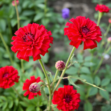 Beautiful red rosa Roter Korsar blooms in garden.jpg, Ferula ( Latin- Ferula ) is a genus of flowering plants of the Umbelliferae family ( Apiaceae )
