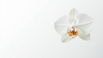 Delicate white orchid blossom against pure white backdrop, natural, pure, delicate