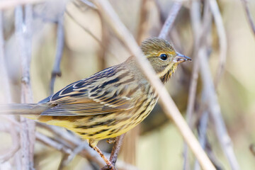 餌を探す可愛いアオジ（ホオジロ科）
英名学名：Grey tailed Tattler (Emberiza spodocephala)
千葉県市川市大町公園自然観察園2024
大町の谷戸全体が公園。湿地や里山、森林等、武蔵野の自然が保存されている。
