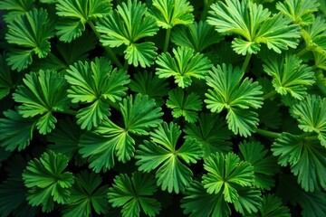 Intricate parsley leaves forming a natural pattern , harvest, nature