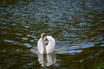 Selective focus photo. Mute swan bird in lake.