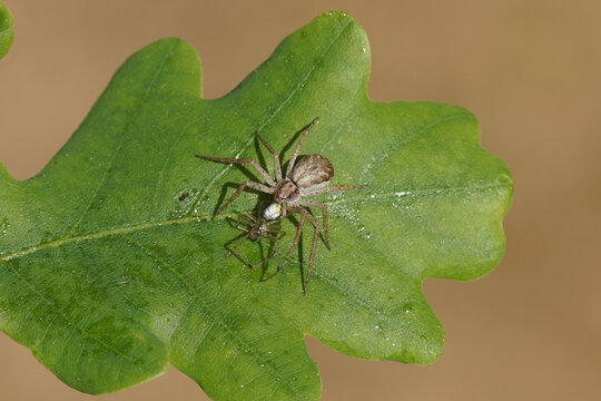 Female spider, Philodromus dispar with a young spider Enoplognatha as prey. Family Running Crab Spiders (Philodromidae). Oak leaf. Spring, May. Netherlands