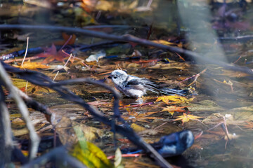 飛び回る可愛いエナガ（エナガ科）、メジロ（メジロ科）の群れ
水盤で水浴びをしている。
英名学名：long tailed tit (Aegithalos caudatus)
Japanese White Eye (Zosterops Japonica) 
千葉県市川市大町公園自然観察園2024
大町の谷戸全体が公園。湿地や里山、森林等、武蔵野の自然が保存されている。
