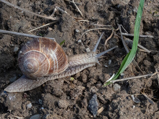 Close-up of the Roman snail or Burgundy snail (Helix pomatia) crawling on wet soil outdoors
