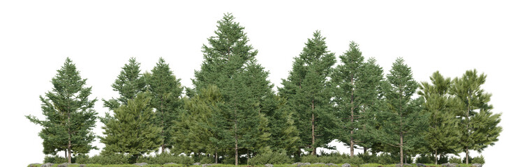 Evergreen large pine forest and grass field in the rainy season, 3D rendering for create and design