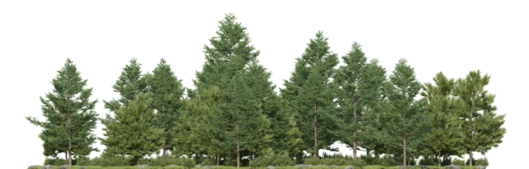 Evergreen large pine forest and grass field in the rainy season, 3D rendering for create and design