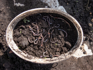 Close-up of many earthworms in black soil in a bucket for fishing bait