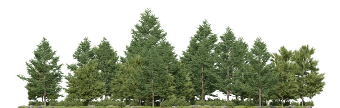 Evergreen large pine forest and grass field in the rainy season, 3D rendering for create and design