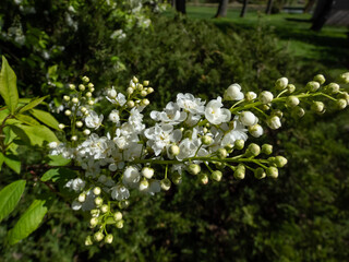 Close-up of white flowers in pendulous long clusters (racemes) of the Bird cherry, hackberry, hagberry or Mayday tree (Prunus padus) in spring