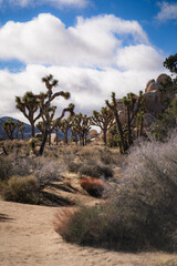 Fototapeta premium Joshua Trees Along Sandy Trail with Desert Brush and Cloudy Blue Sky