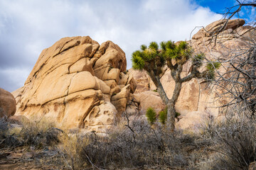 Joshua Tree Beside Dramatic Rounded Rock Formations in Joshua Tr