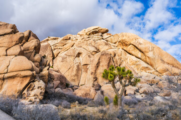 Desert Sunlight and Joshua tree in National Park, California