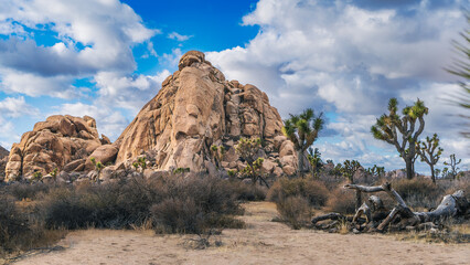 Desert Rock Hill with Joshua Trees and Fallen Branches in Joshua