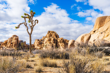 Lone Joshua tree and golden rock formations under a bright deser