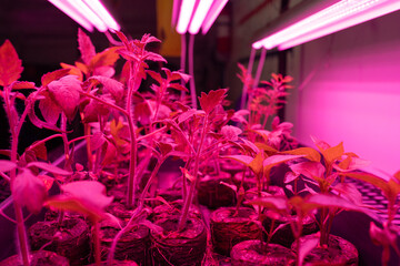 Mix of plant seedlings under grow lights