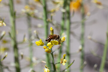 Bee collecting pollen from flowers