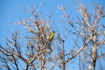 Yellow bird in empty tree branches
